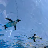サンシャイン水族館に投稿された画像（2024/3/31）