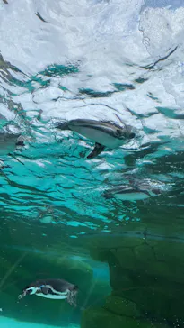 天王寺動物園に投稿された画像（2024/3/31）