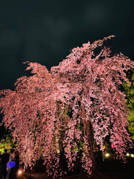 NAKED meets 二条城 2025 観月に投稿された画像（2024/3/31）