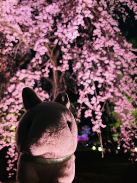 NAKED meets 二条城 2025 観月に投稿された画像（2024/3/31）