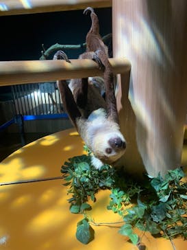 DMMかりゆし水族館に投稿された画像（2024/3/31）