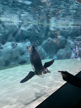 DMMかりゆし水族館に投稿された画像（2024/3/31）