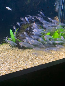 DMMかりゆし水族館に投稿された画像（2024/3/31）