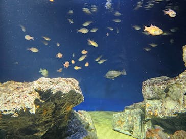 サンシャイン水族館に投稿された画像（2024/3/31）