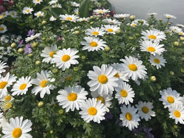 浜名湖花博2024に投稿された画像（2024/3/31）