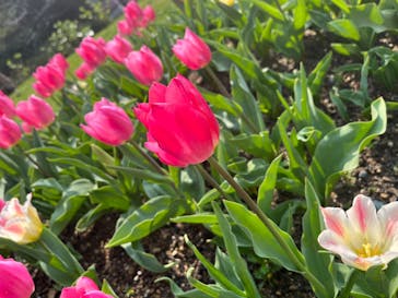 浜名湖花博2024に投稿された画像（2024/3/31）