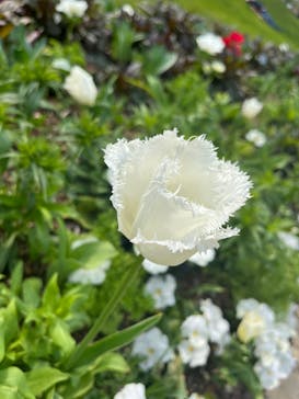 浜名湖花博2024に投稿された画像（2024/3/31）