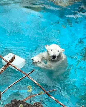 天王寺動物園に投稿された画像（2024/3/31）