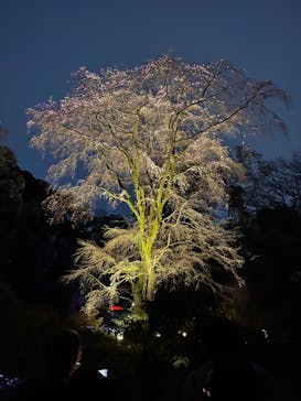 六義園に投稿された画像（2024/3/31）