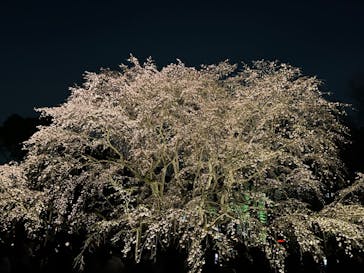 六義園に投稿された画像（2024/3/31）