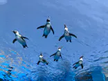 サンシャイン水族館に投稿された画像（2024/4/1）