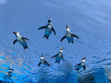 サンシャイン水族館に投稿された画像（2024/3/31）