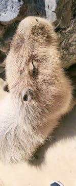 横浜・八景島シーパラダイスに投稿された画像（2024/4/1）