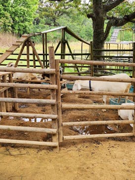 ネオパークオキナワに投稿された画像（2024/4/1）