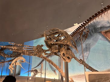 福井県立恐竜博物館に投稿された画像（2024/4/1）