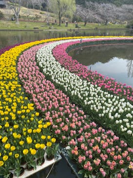 浜名湖花博2024に投稿された画像（2024/4/1）