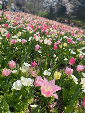 浜名湖花博2024に投稿された画像（2024/4/1）