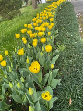 浜名湖花博2024に投稿された画像（2024/4/1）
