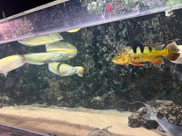 DMMかりゆし水族館に投稿された画像（2024/4/1）