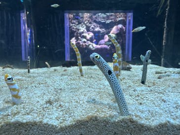 DMMかりゆし水族館に投稿された画像（2024/4/1）