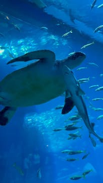 アクアワールド茨城県大洗水族館に投稿された画像（2024/4/1）