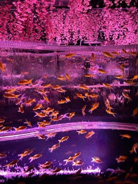 マクセル アクアパーク品川に投稿された画像（2024/4/1）