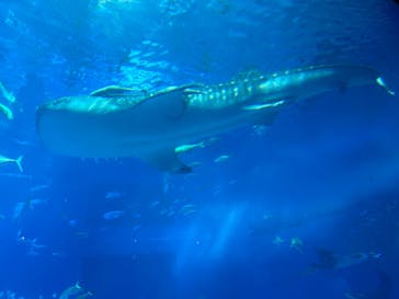 沖縄美ら海水族館に投稿された画像（2024/4/1）