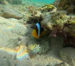 沖縄マリンサービス碧に投稿された画像（2024/4/1）