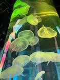 DMMかりゆし水族館に投稿された画像（2024/4/1）