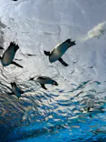 サンシャイン水族館に投稿された画像（2024/4/1）