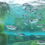 天王寺動物園に投稿された画像（2024/4/1）
