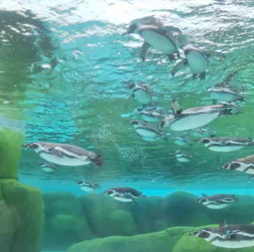 天王寺動物園に投稿された画像（2024/4/1）