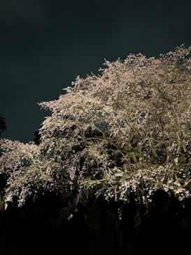 六義園に投稿された画像（2024/4/1）