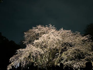 六義園に投稿された画像（2024/4/1）