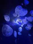 サンシャイン水族館に投稿された画像（2024/4/1）