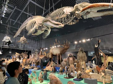 特別展「大哺乳類展３－わけてつなげて大行進」に投稿された画像（2024/4/1）