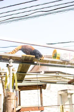 天王寺動物園に投稿された画像（2024/4/1）