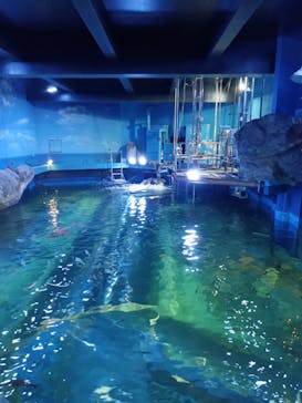 しながわ水族館に投稿された画像（2024/4/1）