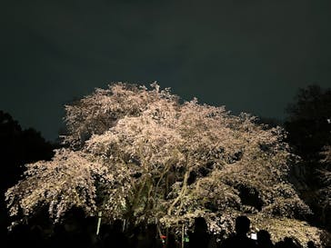 六義園に投稿された画像（2024/4/1）