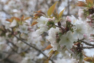 浜名湖花博2024に投稿された画像（2024/4/1）