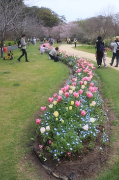 浜名湖花博2024に投稿された画像（2024/4/1）