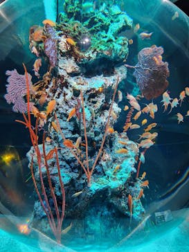 AQUARIUM × ART　atoaに投稿された画像（2024/4/1）