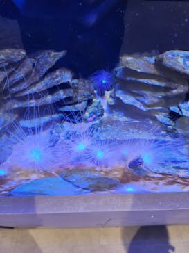 AQUARIUM × ART　atoaに投稿された画像（2024/4/1）