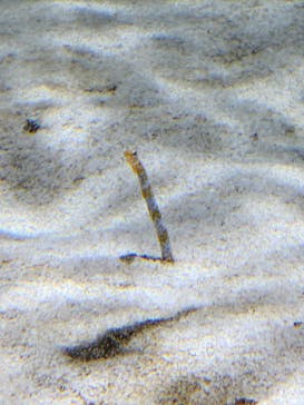 AQUARIUM × ART　atoaに投稿された画像（2024/4/1）