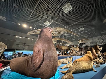 特別展「大哺乳類展３－わけてつなげて大行進」に投稿された画像（2024/4/1）