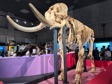 特別展「大哺乳類展３－わけてつなげて大行進」に投稿された画像（2024/4/1）