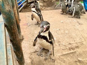 ゼロ距離水族館 伊勢シーパラダイスに投稿された画像（2024/4/1）
