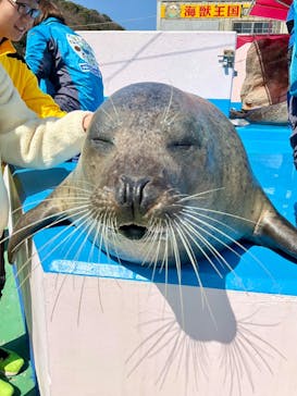 ゼロ距離水族館 伊勢シーパラダイスに投稿された画像（2024/4/1）