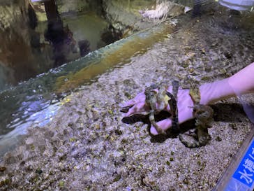 ゼロ距離水族館 伊勢シーパラダイスに投稿された画像（2024/4/1）