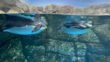 横浜・八景島シーパラダイスに投稿された画像（2024/4/1）